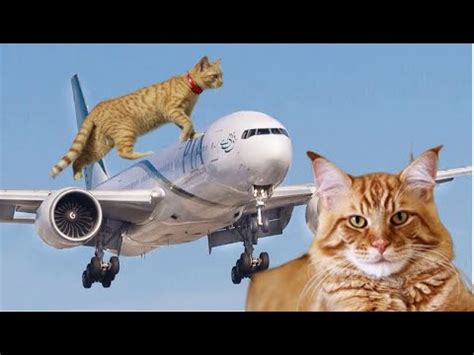 un chat parcourt près de 2 000 km en avion dans un sac à